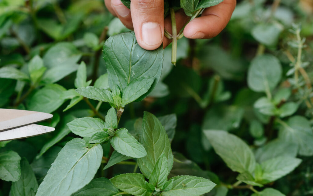 Harvesting fresh garden herbs for drying and storing | Emerson Wild