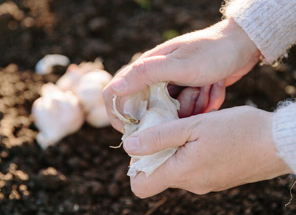 Dividing a garlic bulb | Emerson Wild