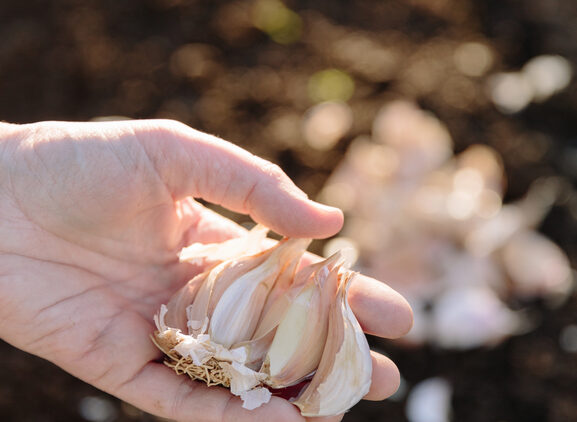 Planting garlic in the Fall | Emerson Wild