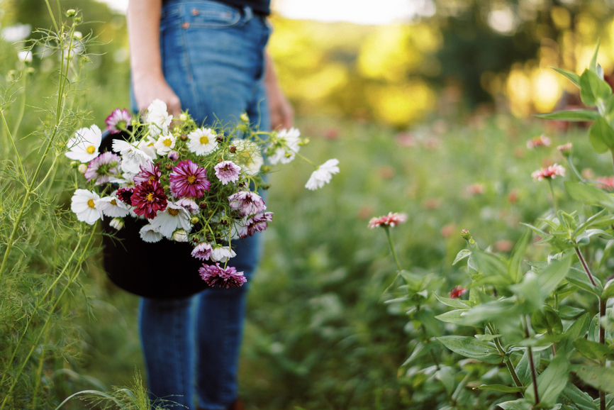 Cosmos from the Cut flower Garden | Emerson Wild