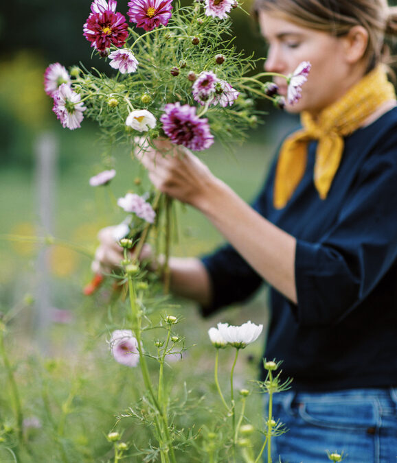 Cut Flower Garden: Cutting and Conditioning