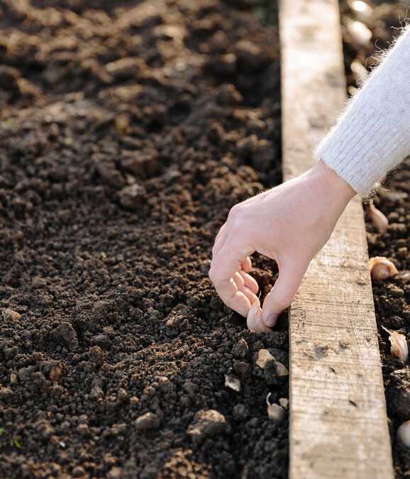 How to Grow Your Own Garlic