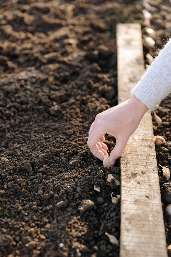 How to Grow Your Own Garlic