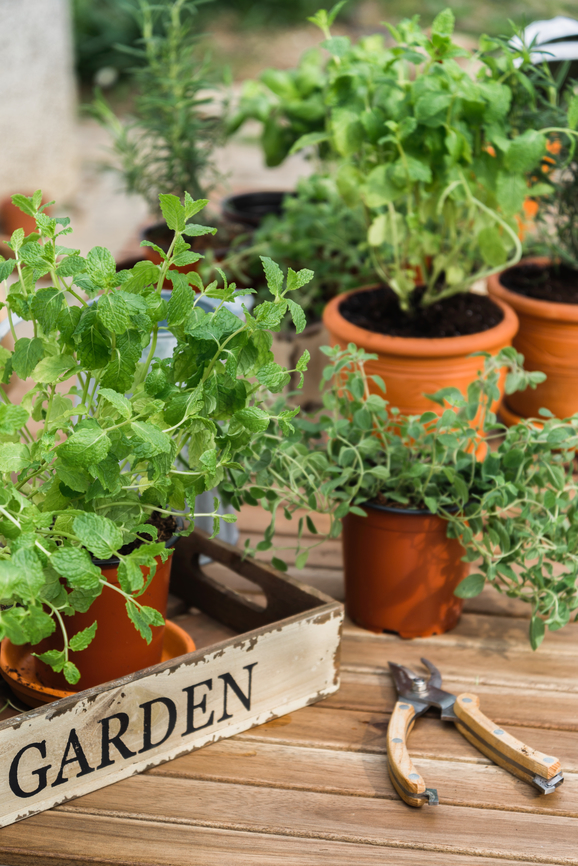 Growing Herbs Indoors, Year-Round