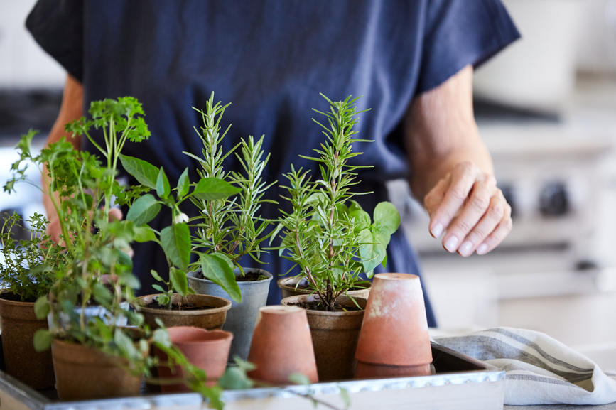 Harvesting Indoor Herbs | Emerson Wild 