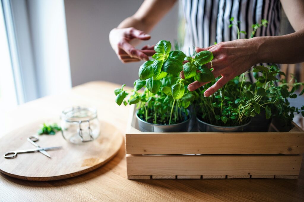 Growing Herbs Indoors | Emerson Wild