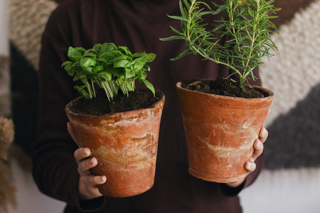 Favourite Herbs to Grow Year-round Indoors | Emerson Wild