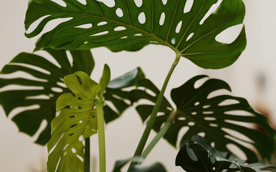 Monstera Deliciosa: Basic Care Guide