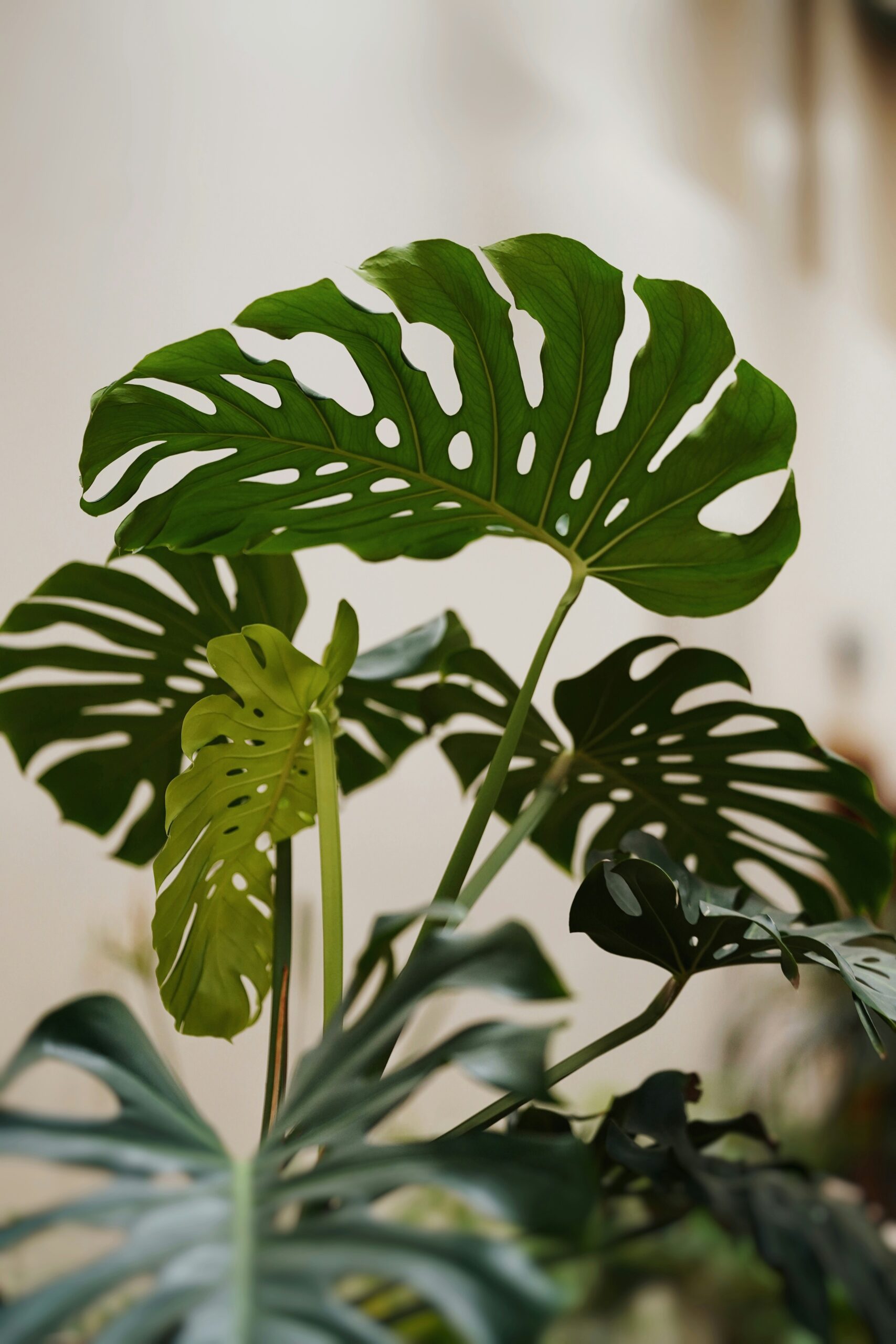 Monstera Deliciosa: Basic Care Guide