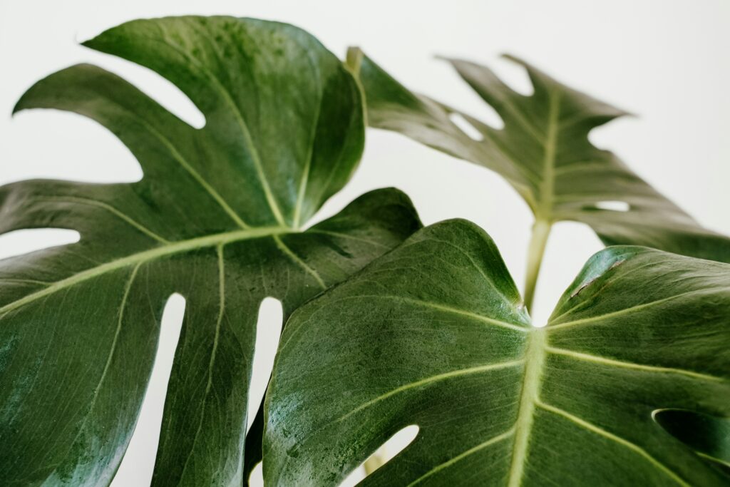 The Basic Care of Monstera Deliciosa | Emerson Wild 