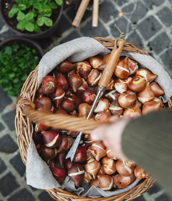 Layered Bulbs in Pots: An Emerson Wild Guide