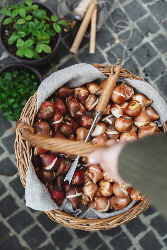 Layered Bulbs in Pots: An Emerson Wild Guide