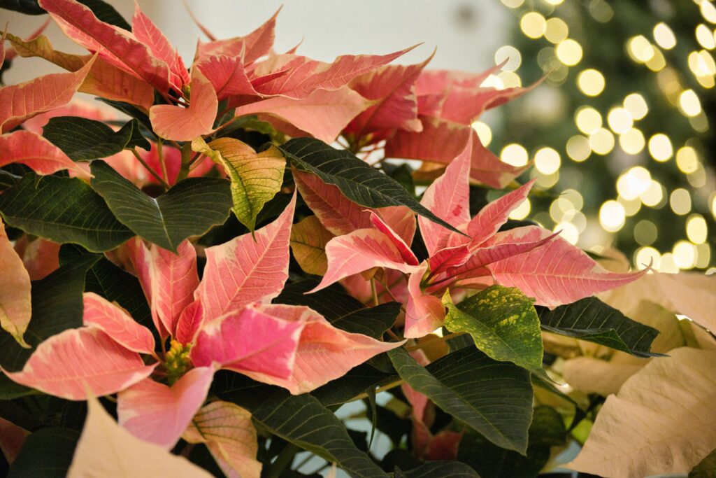 Poinsettias | Emerson Wild | Holiday Plant Guide