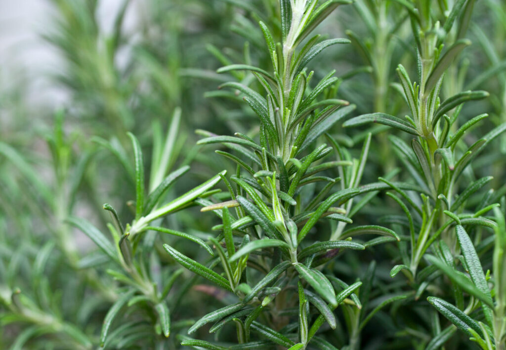 Rosemary Christmas Tree | Holiday Plants with Emerson Wild