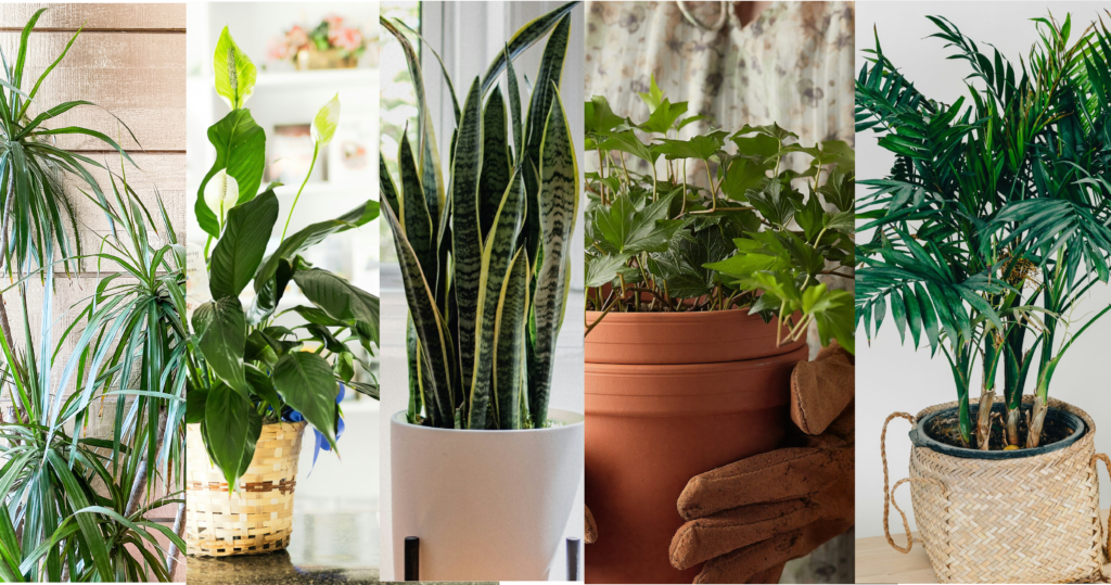 Air-Purifying Plants with Emerson Wild