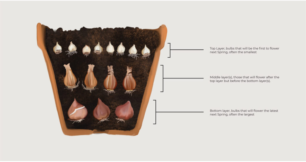 Bulb Layering, Lasagna Planting | Emerson Wild