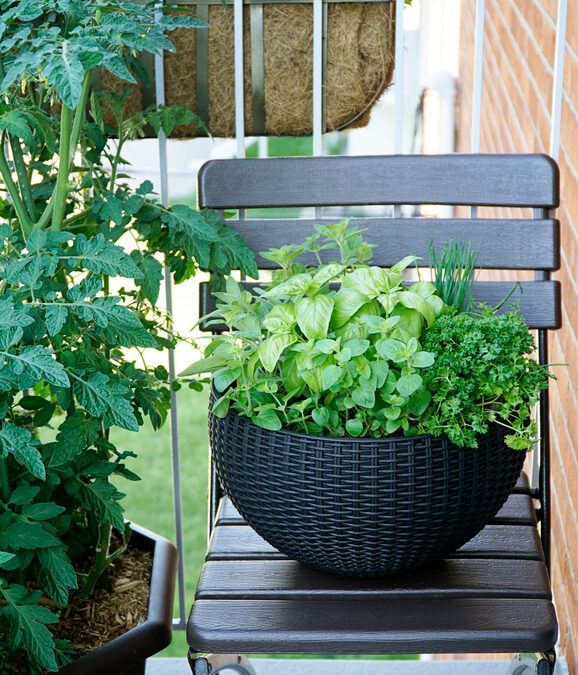 A Thoughtful Approach to Container Gardening