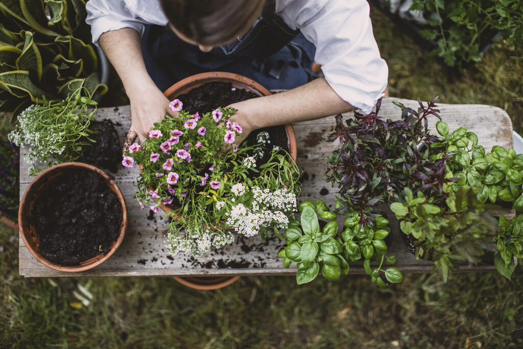 Edimentals | Container Gardening | Emerson Wild