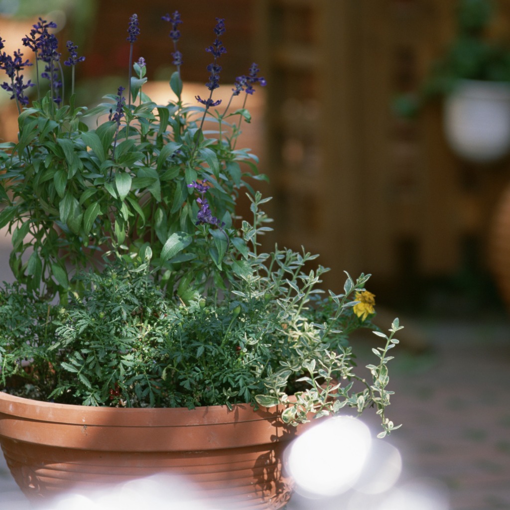 Container Gardening with Emerson Wild