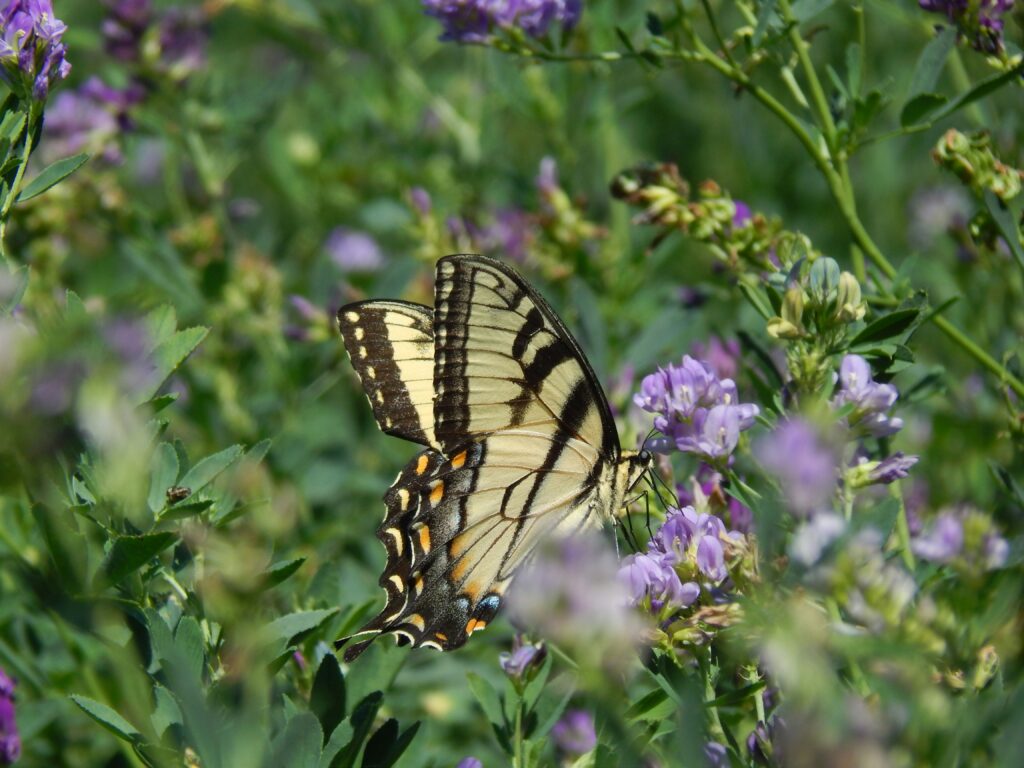 Pollinators visiting a modern meadow | Emerson Wild 