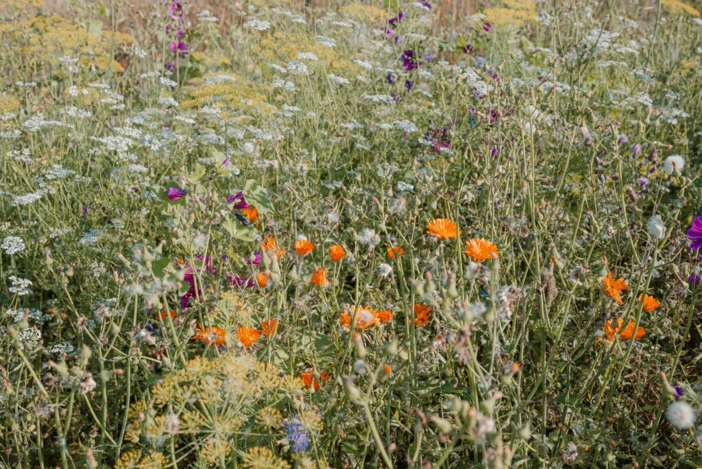 Creating a modern meadow | Emerson Wild