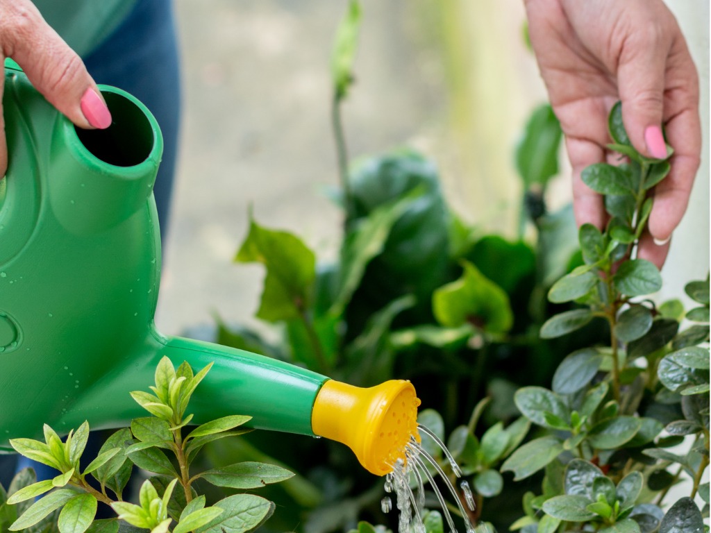 Watering Basics | Summer Container Gardening | Emerson Wild