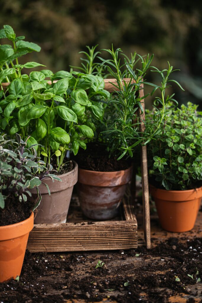 Companion Planting Herbs for Pest Control | Emerson Wild