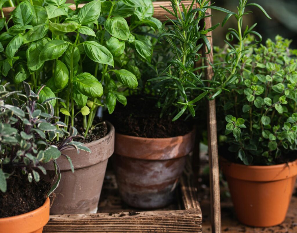 Companion Planting Herbs for Pest Control | Emerson Wild