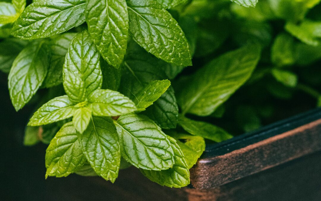 Companion Planting Herbs for Pest Control