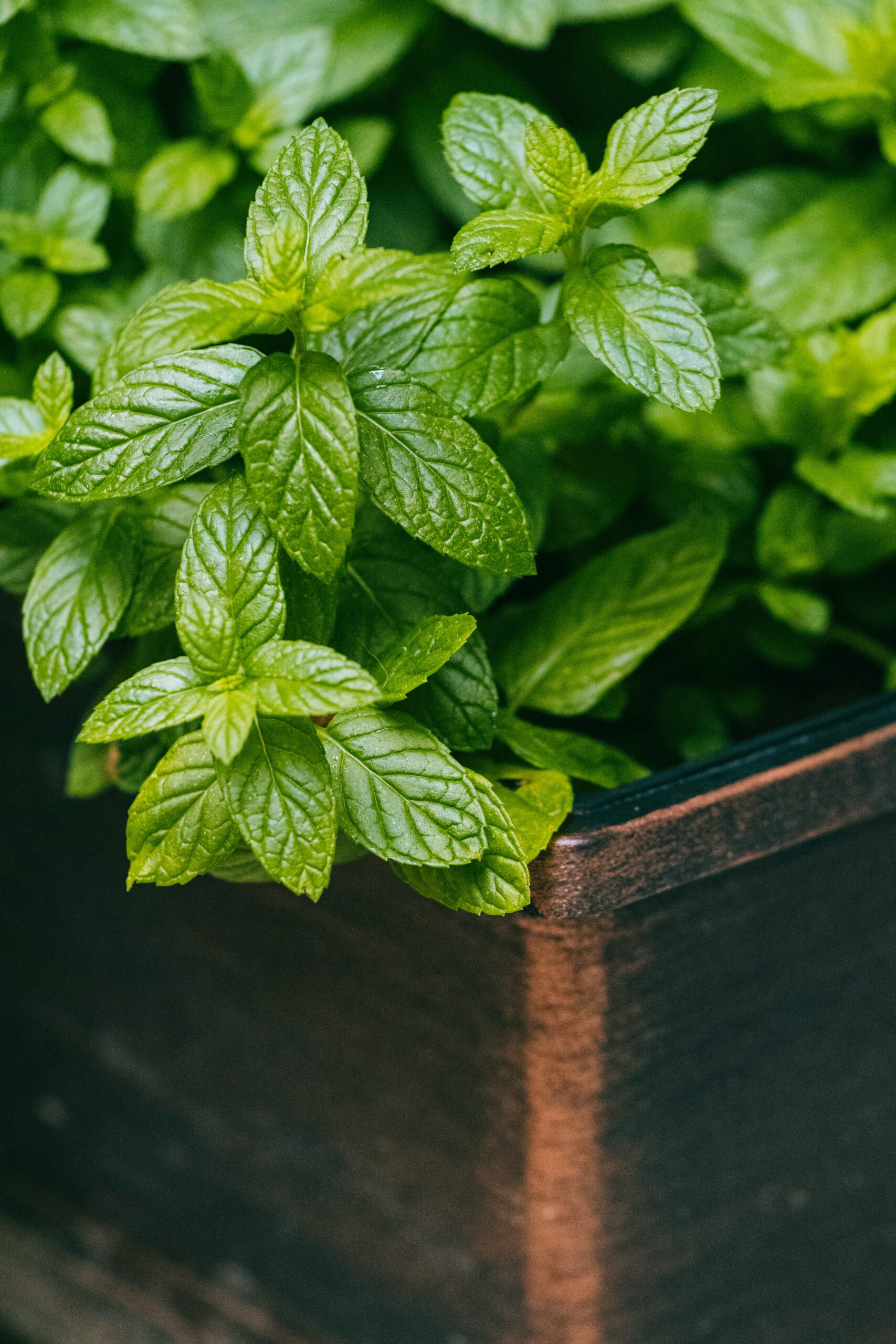 Companion Planting Herbs for Pest Control