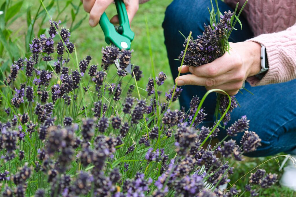 Growing Lavender for Dried Flowers | Emerson Wild 