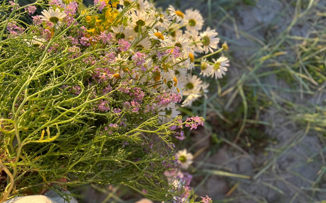 Dried Flowers: Foraging, Growing and Sourcing