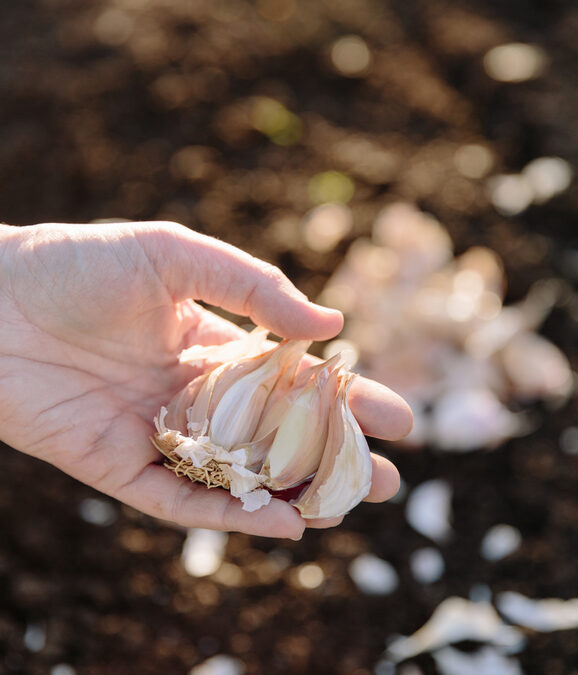 Growing Garlic Successfully: Tips and Tricks