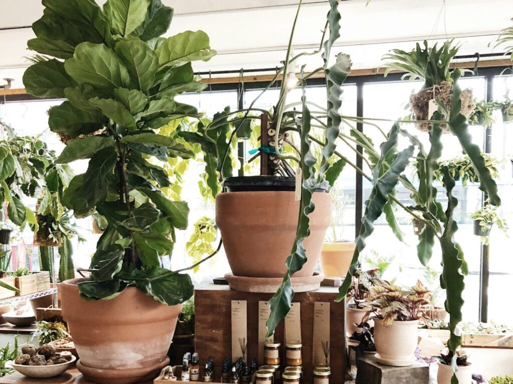 Growing a Fiddle Leaf Fig | Emerson Wild 