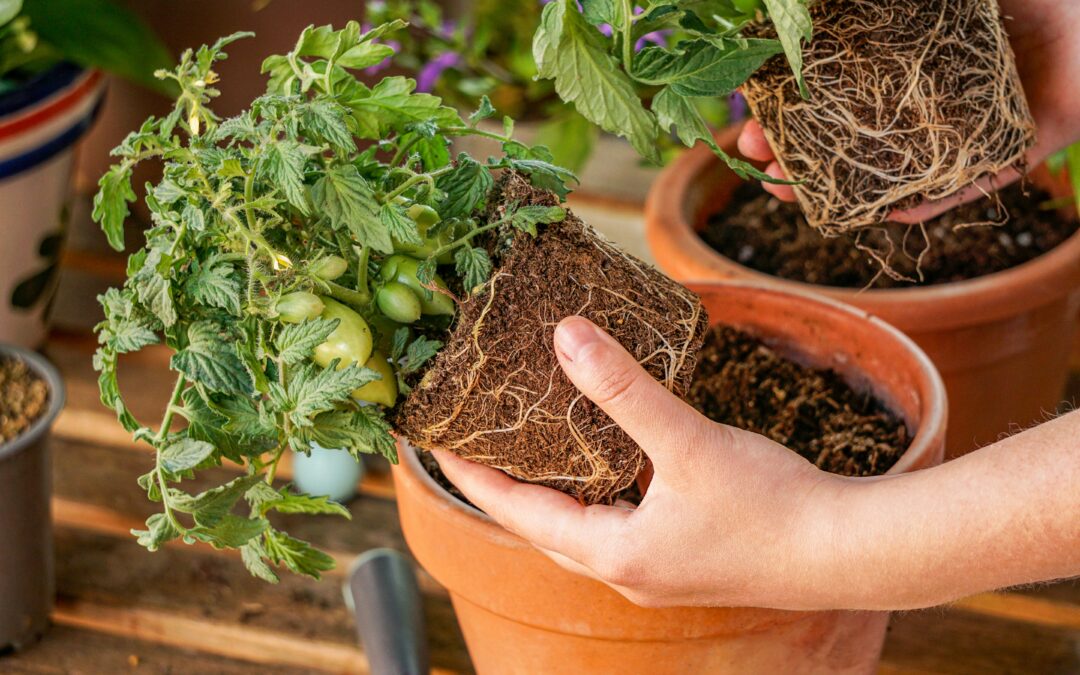 10 Vegetables That Actually Prefer Containers (and How to Grow Them)