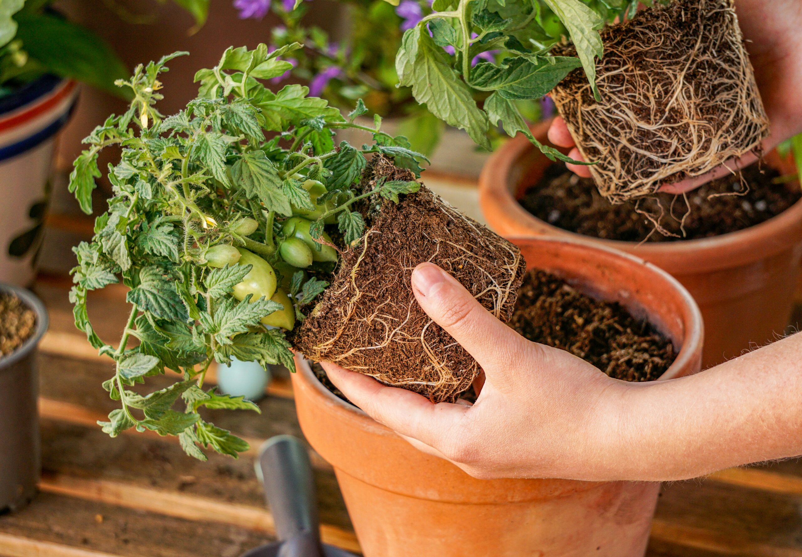 10 Vegetables That Actually Prefer Containers (and How to Grow Them)
