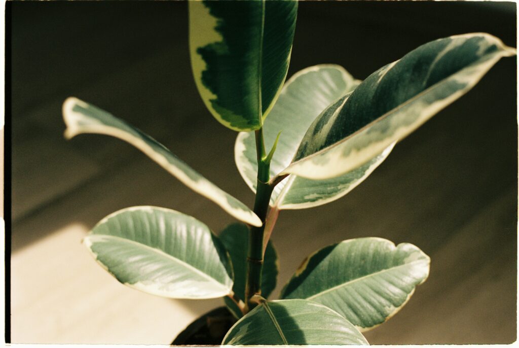 Genus Ficus, Basic Care | Emerson Wild 