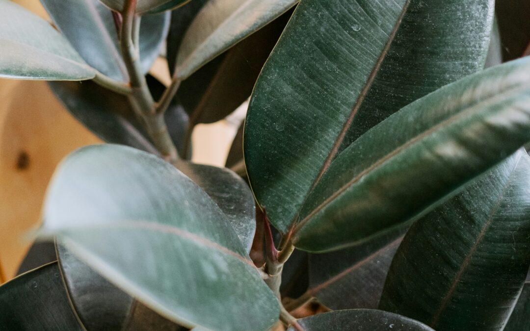 Oh Ficus! My Ficus! Exploring the Genus Ficus as Houseplants