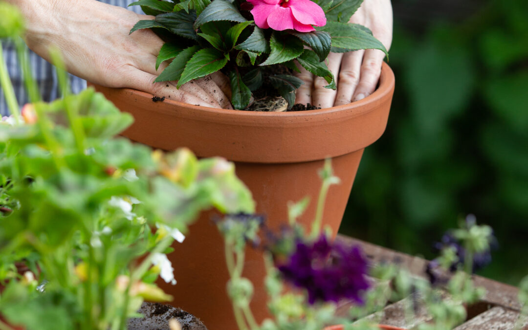Shade-Loving Plants for Container Gardening