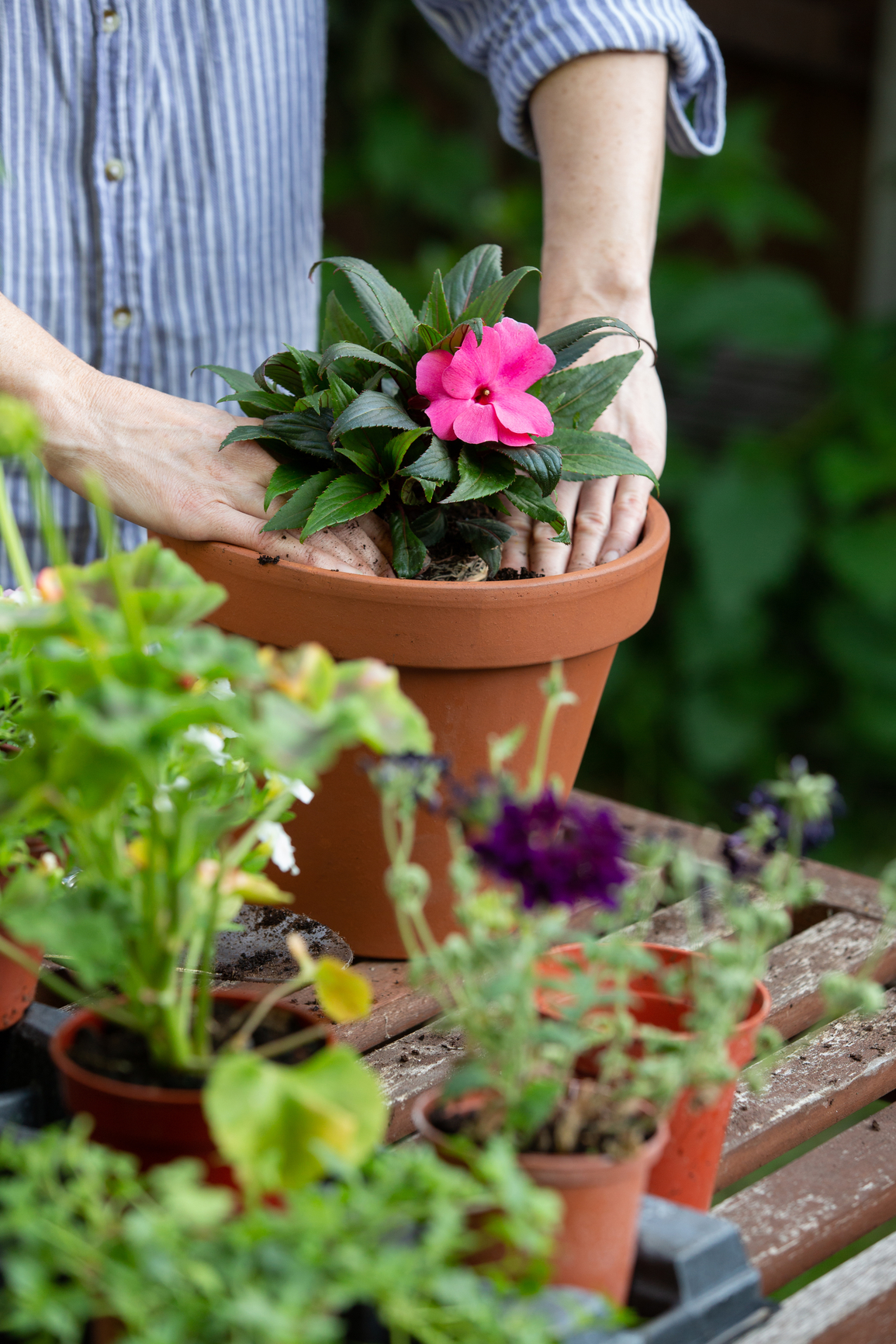 Shade-Loving Plants for Container Gardening