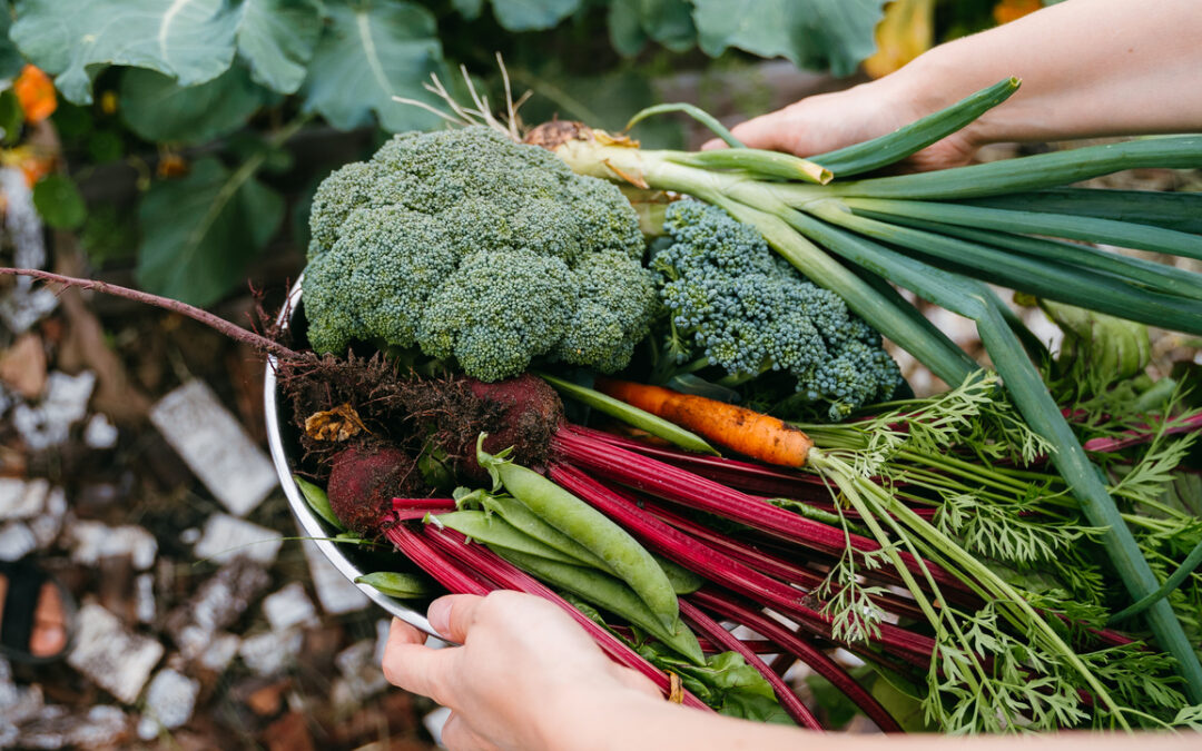 Succession Planting: An Introduction