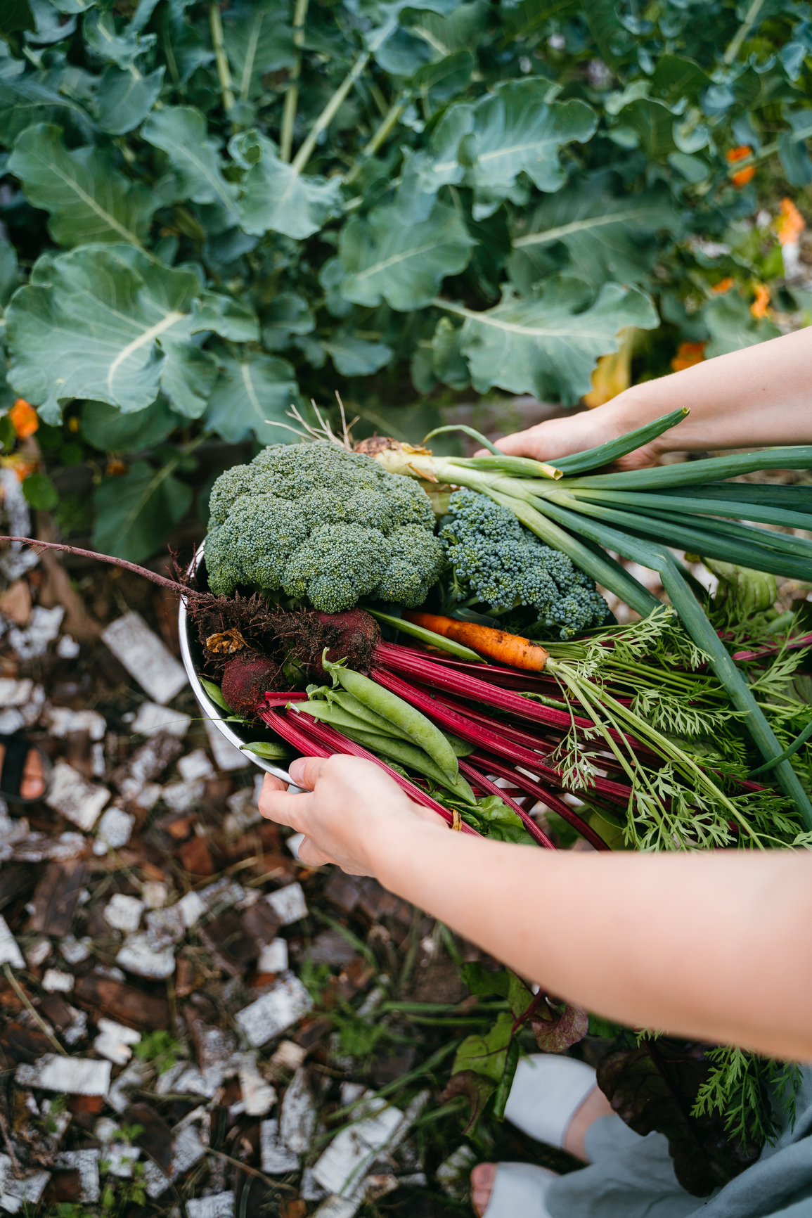 Succession Planting: An Introduction