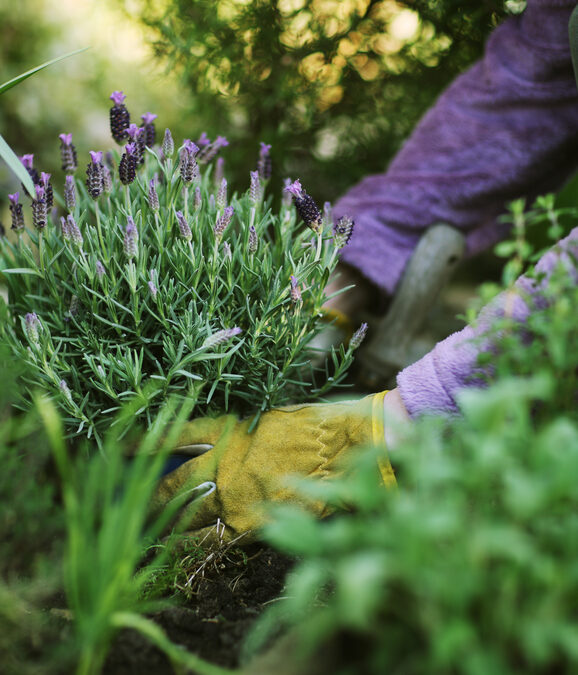 Successfully Growing Lavender