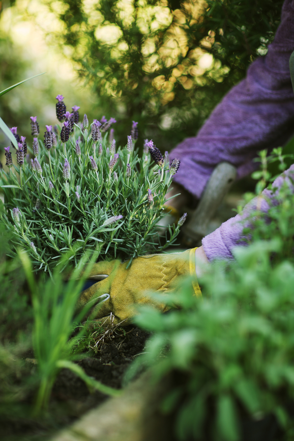 Successfully Growing Lavender