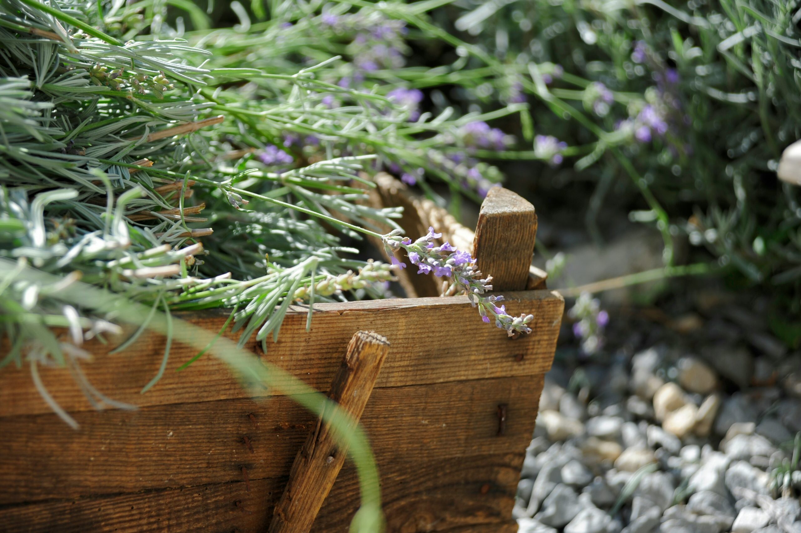 Growing Lavender Successfully with Emerson Wild 