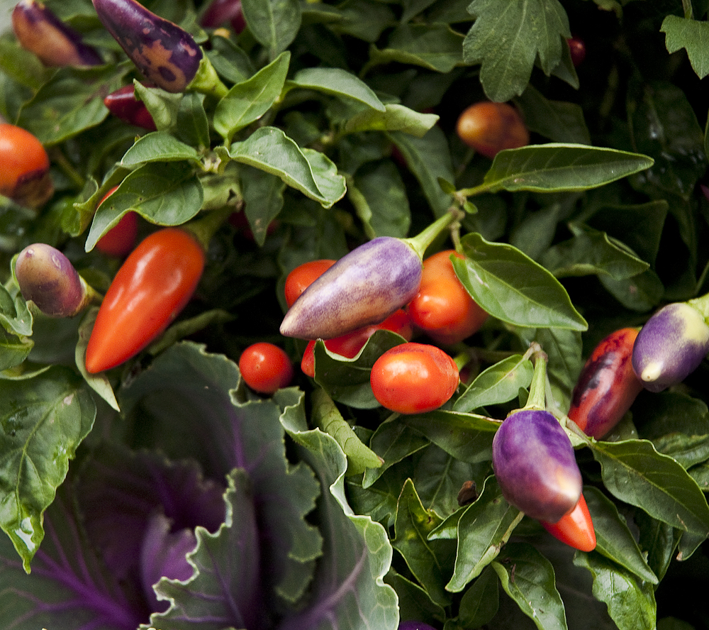 Fall Container Plants | With Emerson Wild