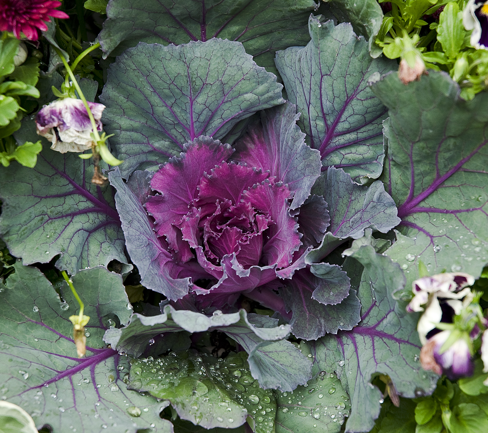Ornamental Kale | Fall Container Garden Plants, Emerson Wild