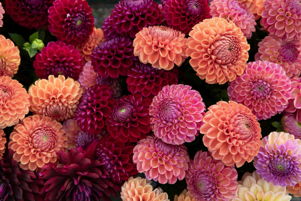 Digging Up Dahlia Tubers Successfully | Emerson Wild 
