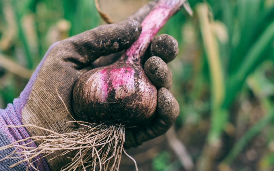 When and How to Harvest Garlic