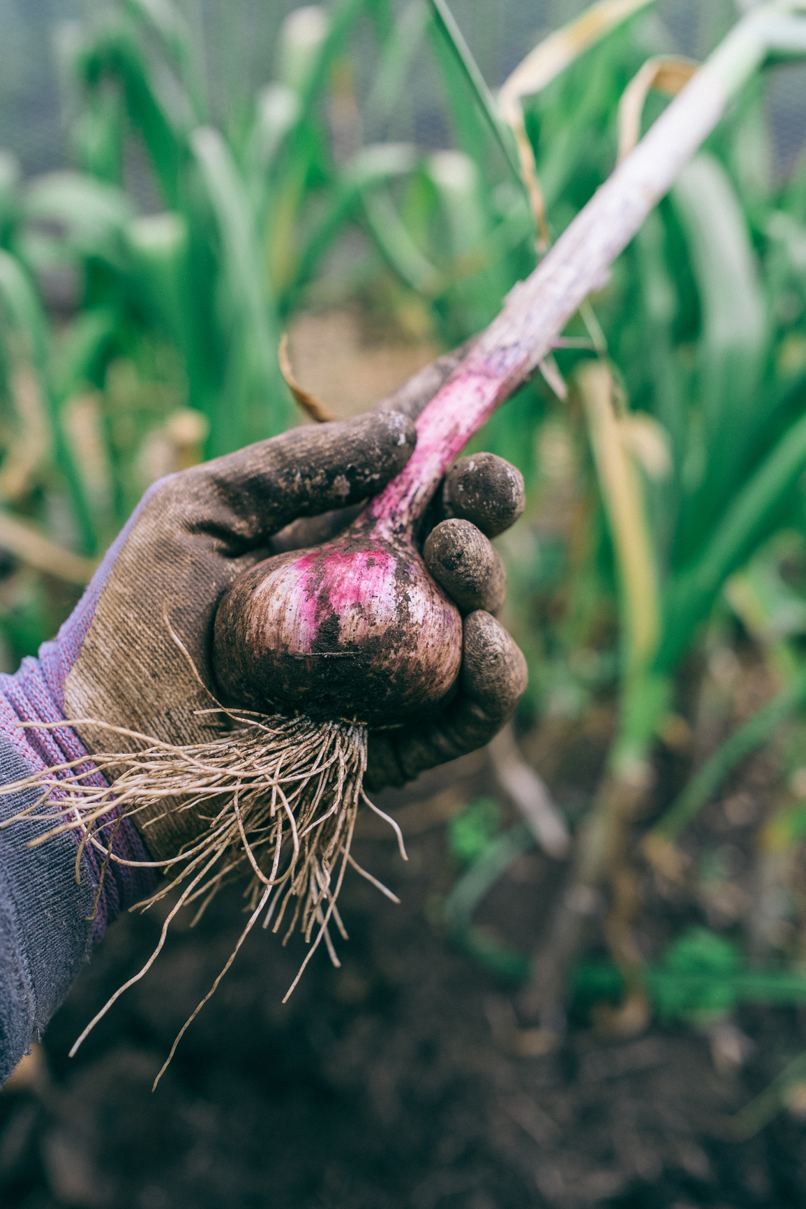 When and How to Harvest Garlic